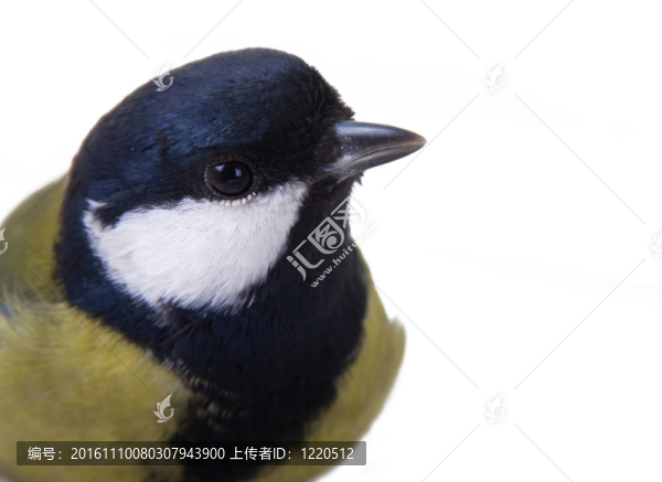 大山雀