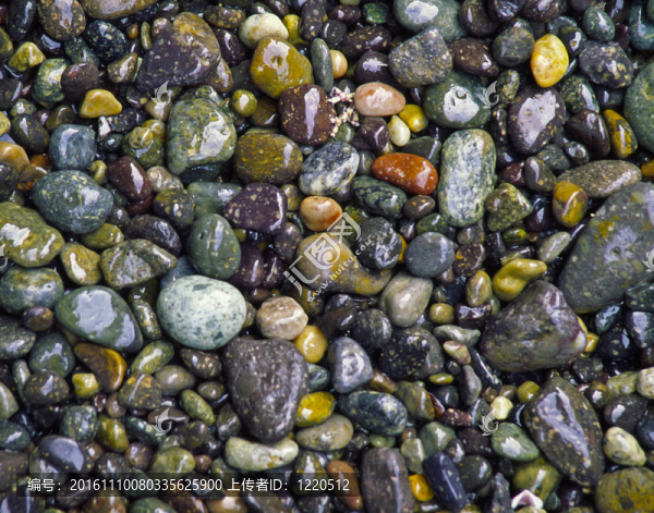 一個(gè)特寫鏡頭的光滑的鵝卵石的海灘從濕點(diǎn)的時(shí)候；CA.