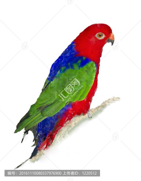 澳大利亞的國(guó)王parrot_alisterus肩胛在白色背景-匯圖網(wǎng) www.fosd68.com 澳大利亞的國(guó)王parrot_alisterus肩胛在白色背景