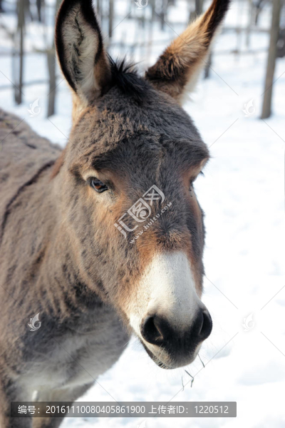 驢-匯圖網(wǎng) www.fosd68.com 驢