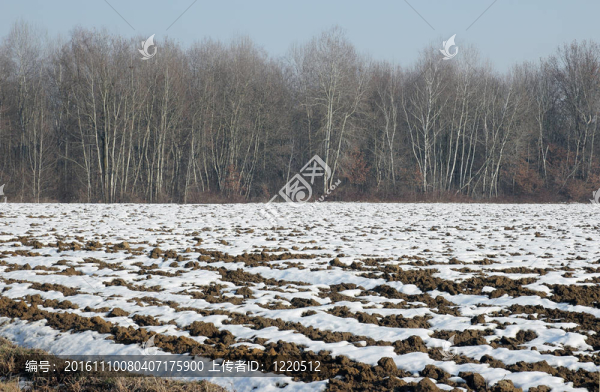 在冰雪覆蓋的土壤耕作