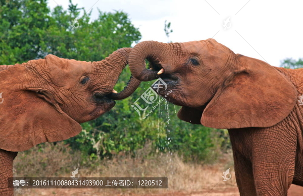 大象-匯圖網(wǎng) www.fosd68.com 大象