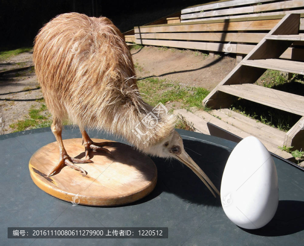 獼猴桃鳥(niǎo)蛋-匯圖網(wǎng) www.fosd68.com 獼猴桃鳥(niǎo)蛋