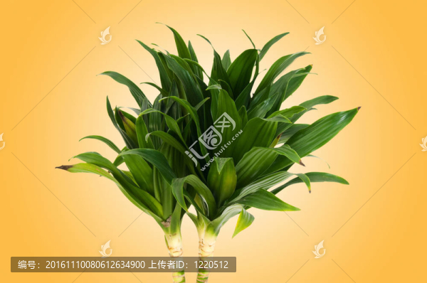 龍血樹屬植物對漸變背景
