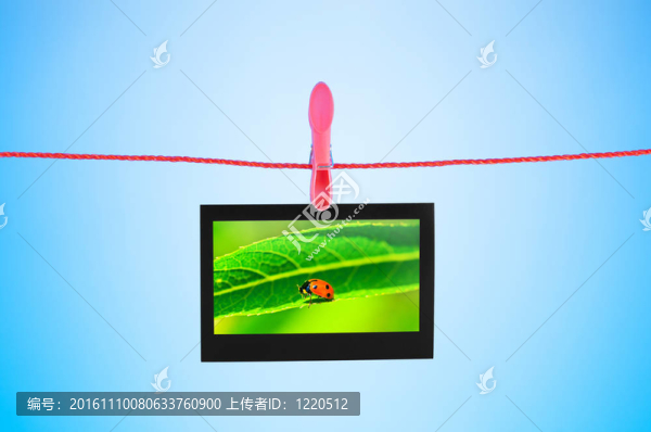 在掛照片的瓢蟲