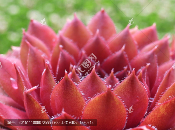 千瓣蓮花