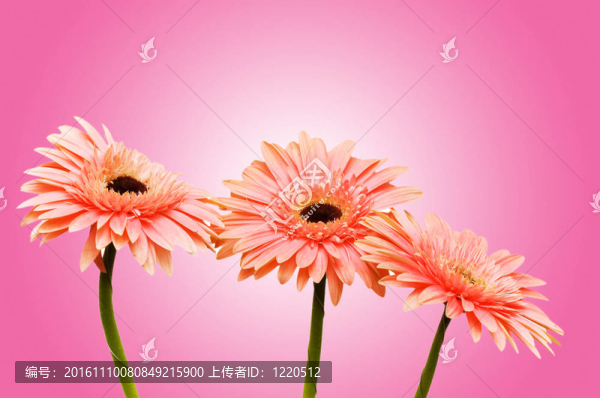 背景Gerbera,flowers