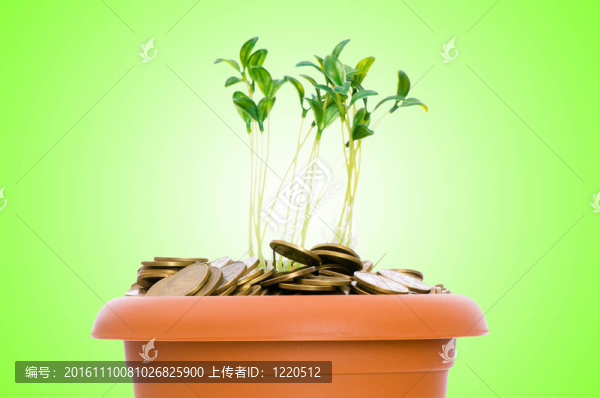 從一堆硬幣中成長的綠色幼苗