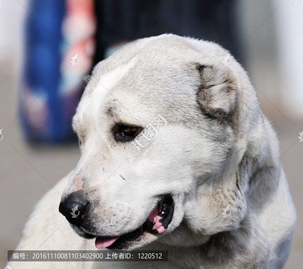 亞洲牧羊犬肖像-匯圖網(wǎng) www.fosd68.com 亞洲牧羊犬肖像