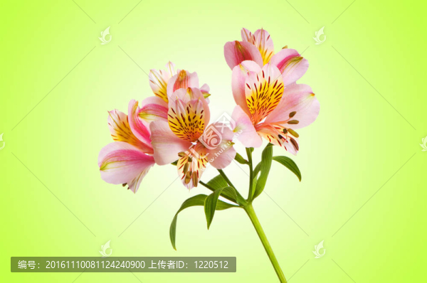 漸變背景的彩色百合