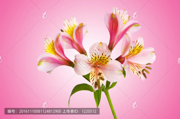 漸變背景的彩色百合