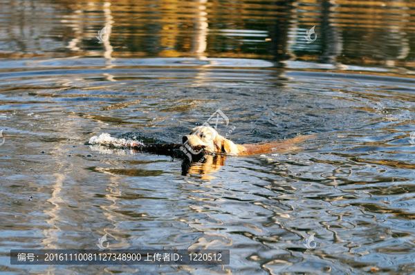 游泳的金毛獵犬