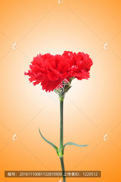 康乃馨花對(duì)漸變背景