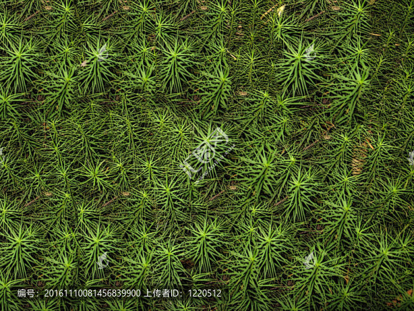 綠色的背景