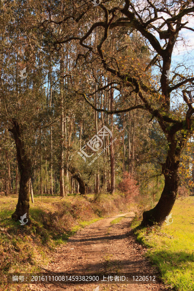 陽光下的土路槽樹林；葡萄牙