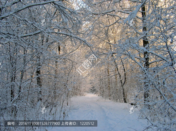 森林里的雪