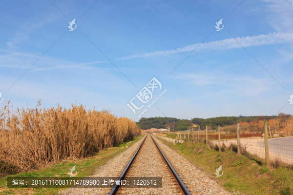 葡萄牙鐵路對森林和藍天的景觀
