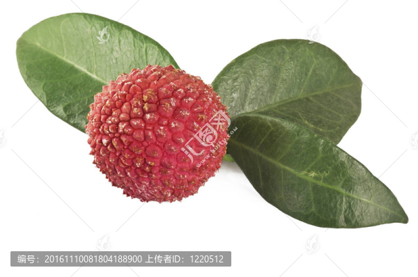 荔枝上白