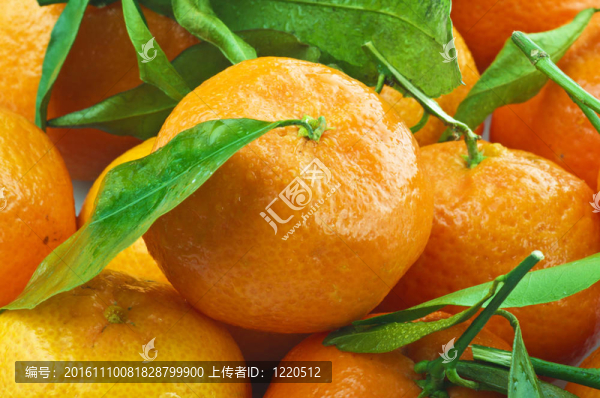 Tangerine夜店和樹葉特寫