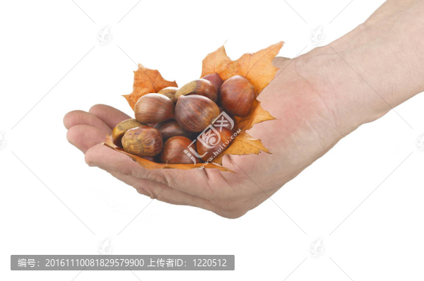 板栗開(kāi)放手