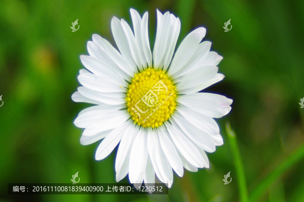 花園里的菊花花