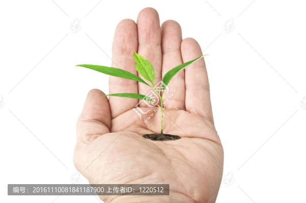 帶植物的開放式手