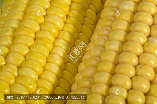 新鮮玉米接近白色