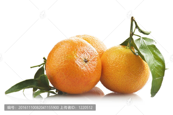 Tangerine夜店上的白色
