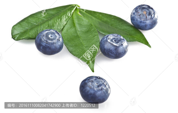白色背景上的藍莓