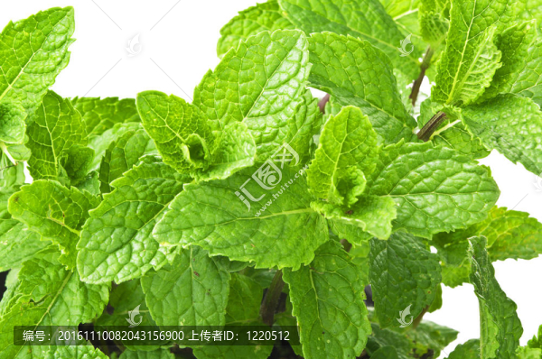 薄荷植物的白色