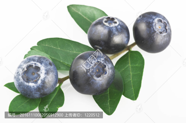 白色背景葉的藍(lán)莓。