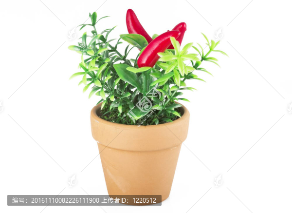 紅辣椒植物；很熱！