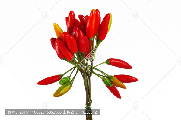 紅色的辣椒在白色的