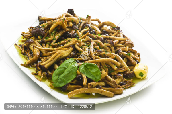蘑菇茶樹菇熟板