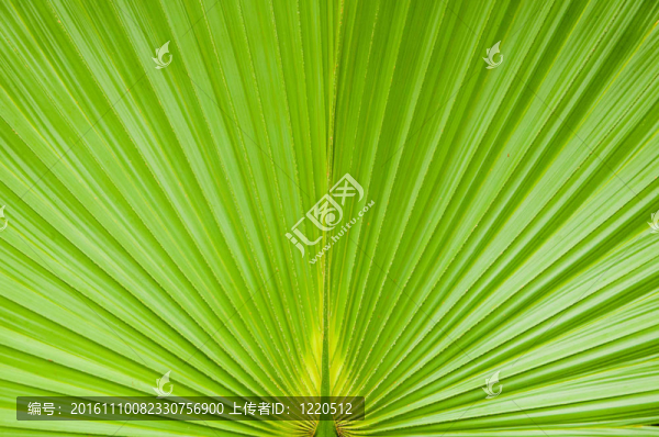 綠色棕櫚樹葉