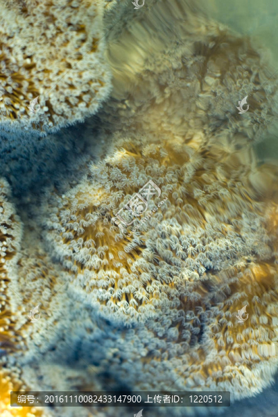 皮革珊瑚-匯圖網(wǎng) www.fosd68.com 皮革珊瑚