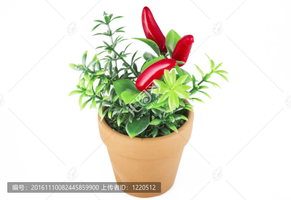 紅辣椒植物；很熱！