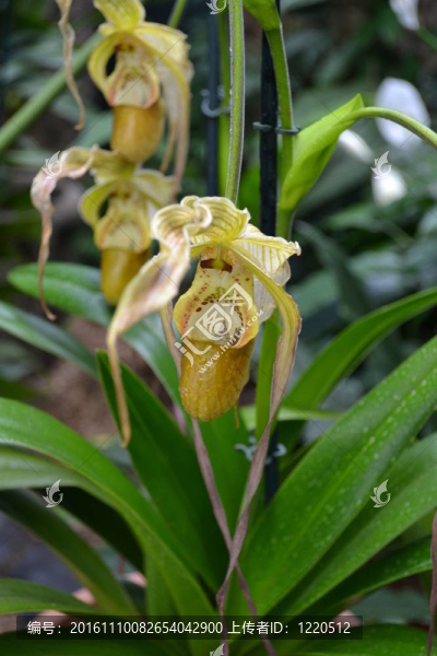 Slipper,Orchid夫人