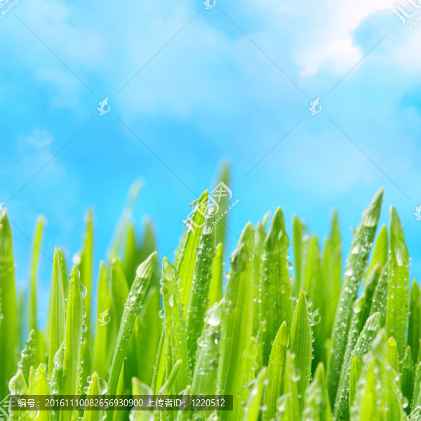 雨后草濕