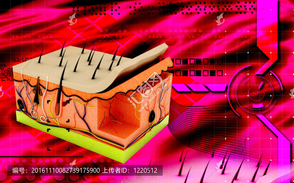 皮膚