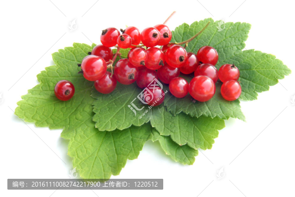 一個(gè)用樹葉紅醋栗漿果