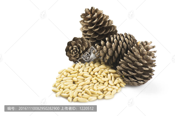 白色背景上的松果