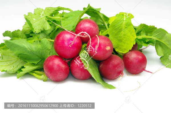 白鮮白蘿卜