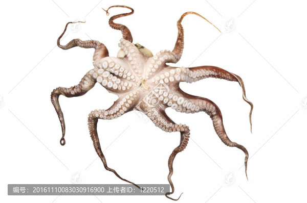 在白色背景上的章魚