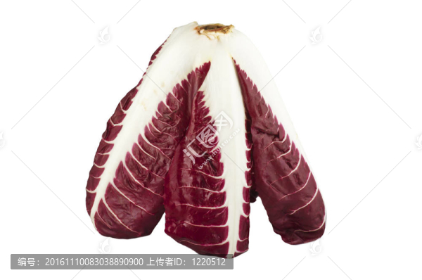 菊苣菊苣白色隔離