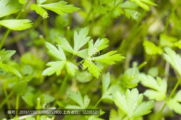 鮮綠歐芹葉的宏觀觀察