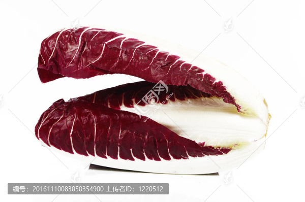 菊苣菊苣白色隔離