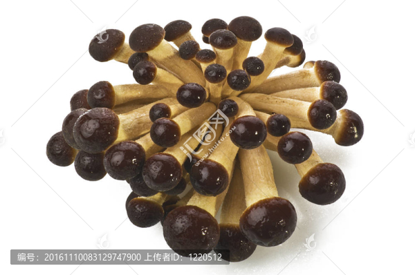 生蘑菇茶樹菇特寫