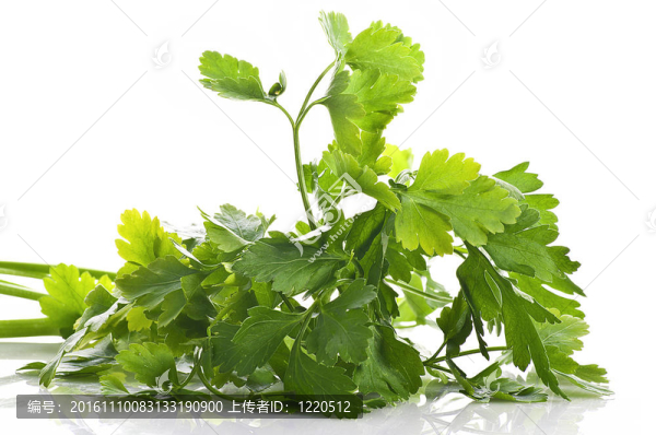白色背景上的香菜