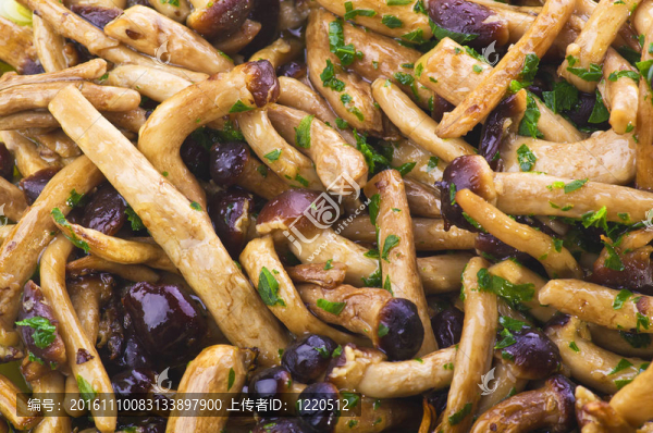 蘑菇茶樹(shù)菇熟特寫(xiě)